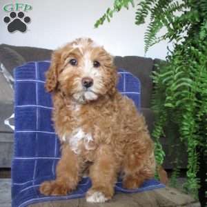 Janey, Mini Aussiedoodle Puppy